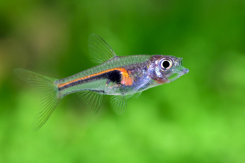 Glowlight Rasbora| Rasbora Hengeli (ML)