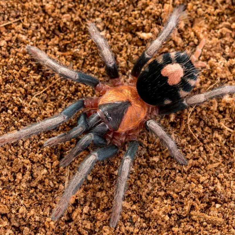 Trinidad Dwarf Tiger Tarantula (S) | Cyriocosmus elegans