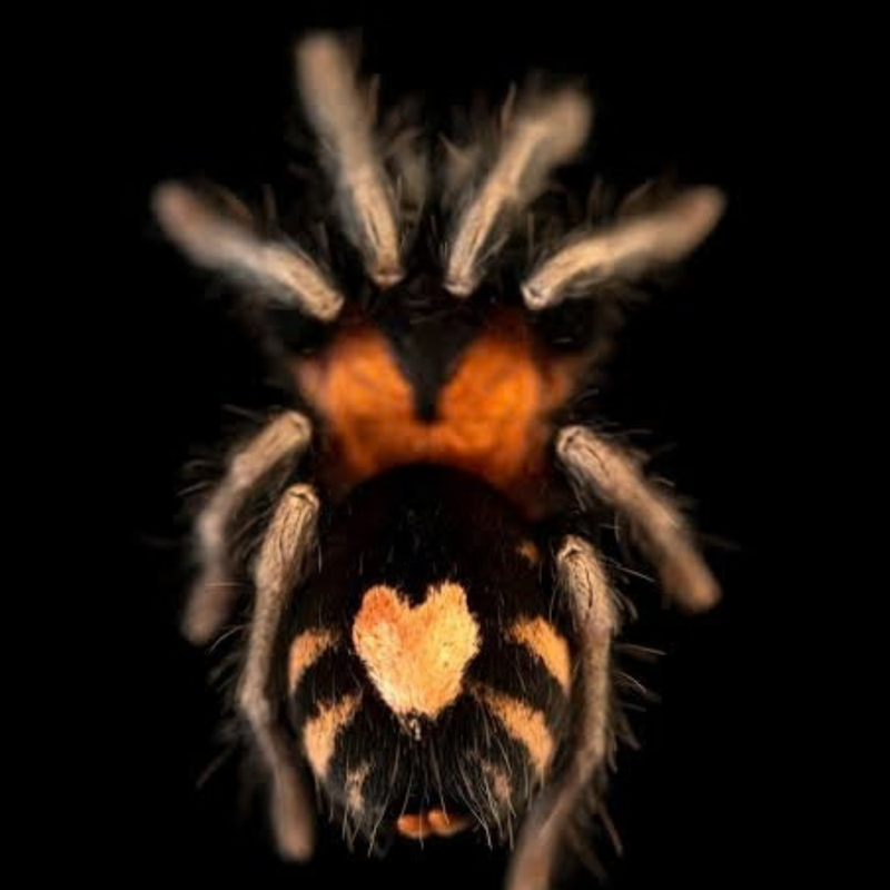 Trinidad Dwarf Tiger Tarantula (S) | Cyriocosmus elegans