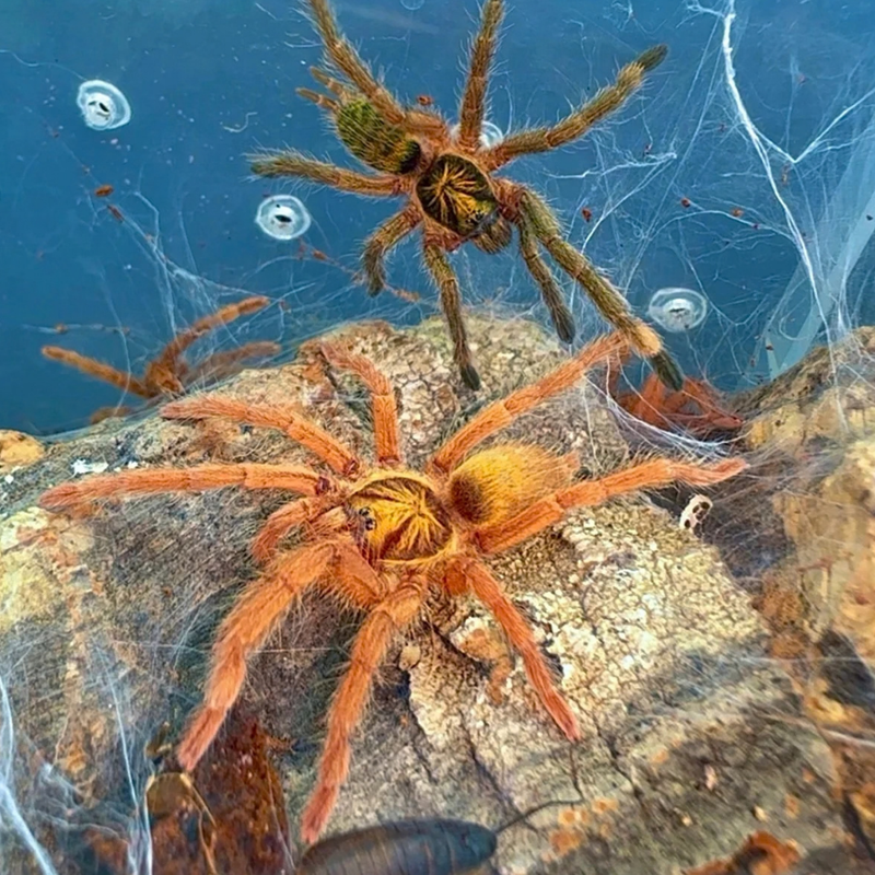 Trinidad Olive Tarantula Small | Holothele incei