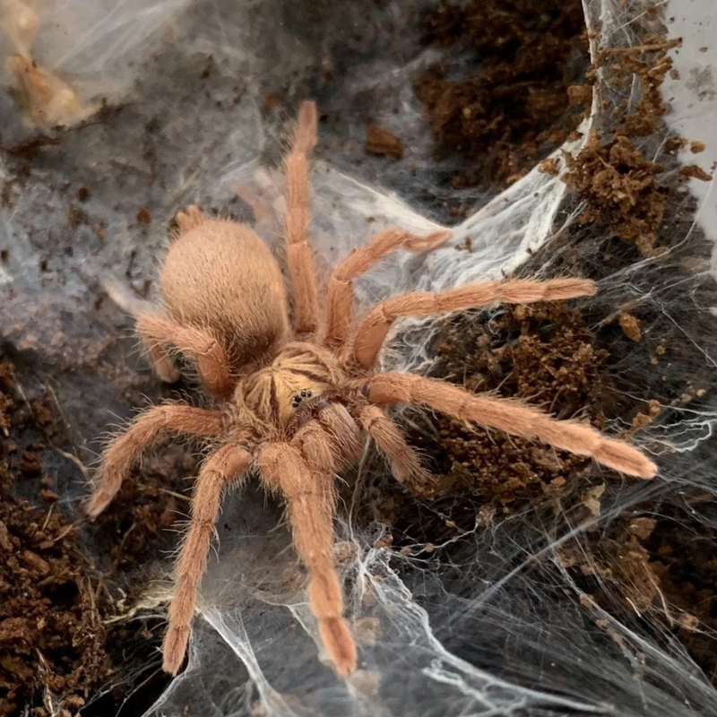 Trinidad Olive Tarantula Small | Holothele incei