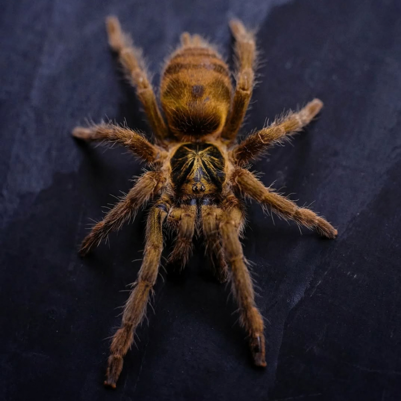 Trinidad Olive Tarantula Small | Holothele incei