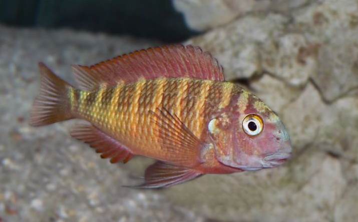 Tropheus Cichlid | Tropheus sp.