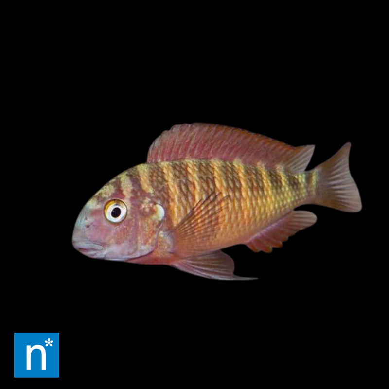 Tropheus Cichlid | Tropheus sp.