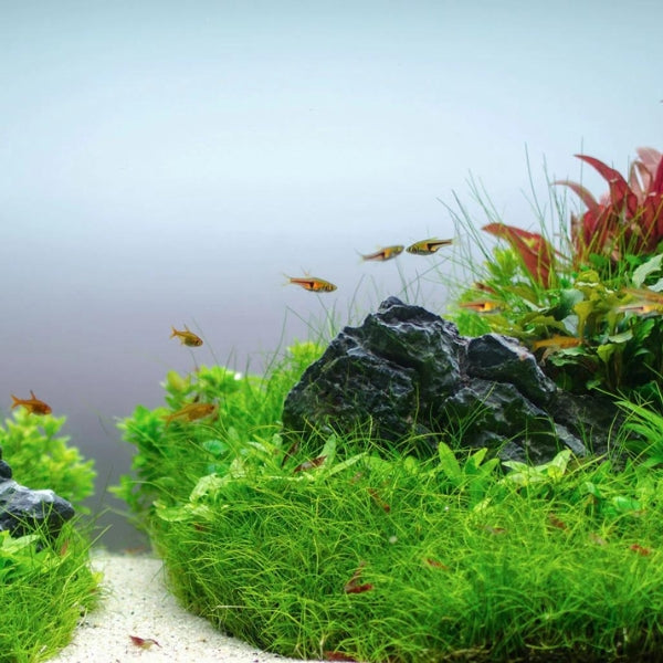 Live Aquarium Plants