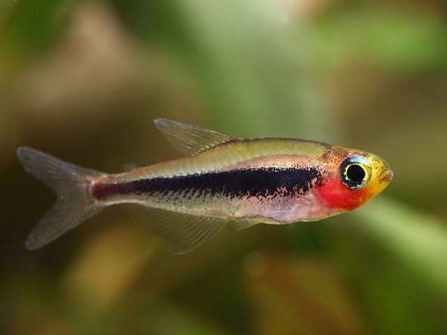 Tucan Fish 5-6cm