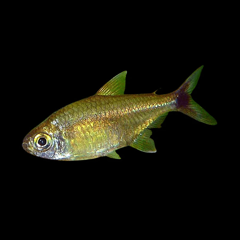 Tucan Fish 5-6cm