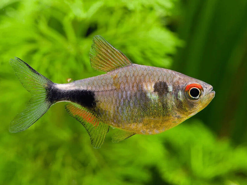 Tucan Fish 5-6cm