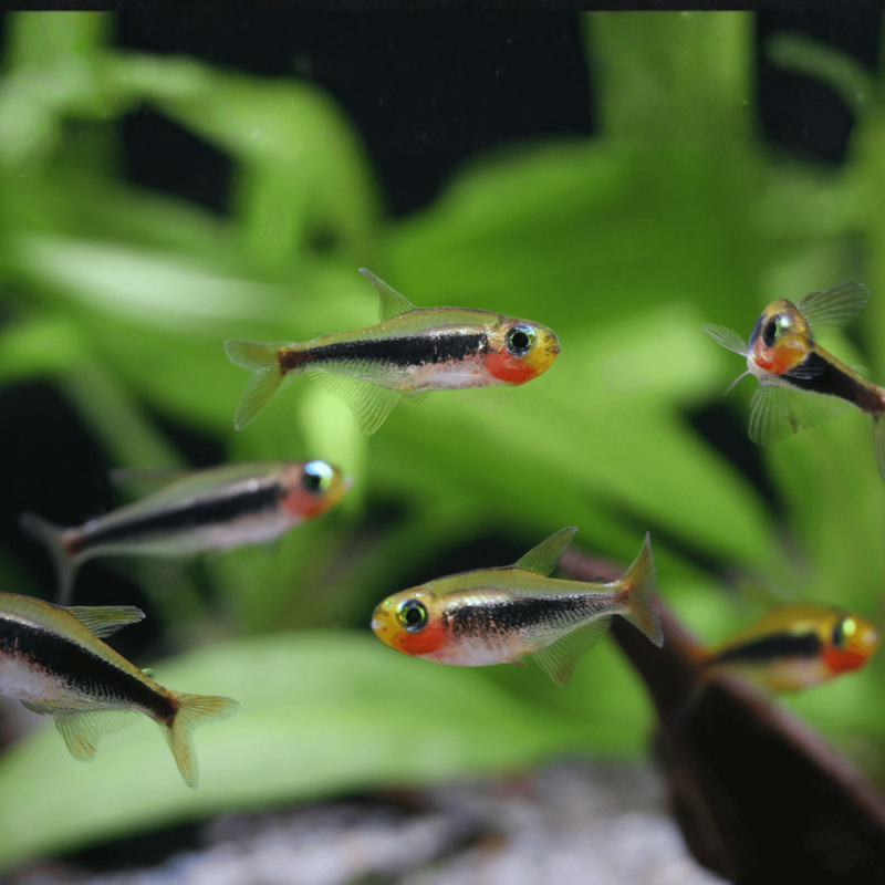 Tucan Tetra | Tucanoichthys tucano