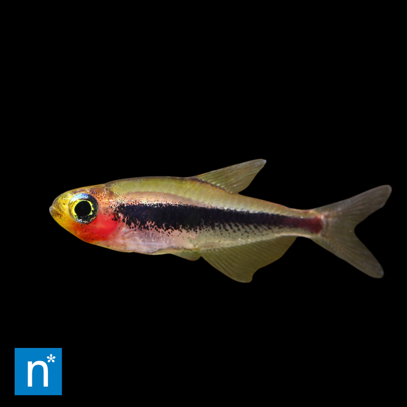 Tucan Tetra | Tucanoichthys tucano