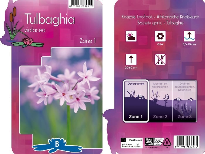 Tulbaghia violacea / P9