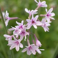 Tulbaghia violacea / P9