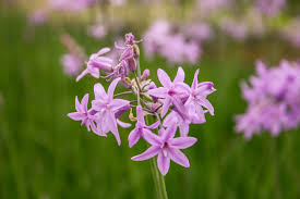 Tulbaghia violacea / P9