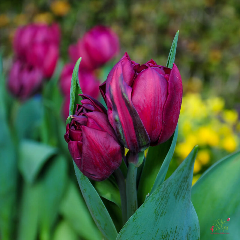 Tulip 'Alison Bradley' (7 pack)