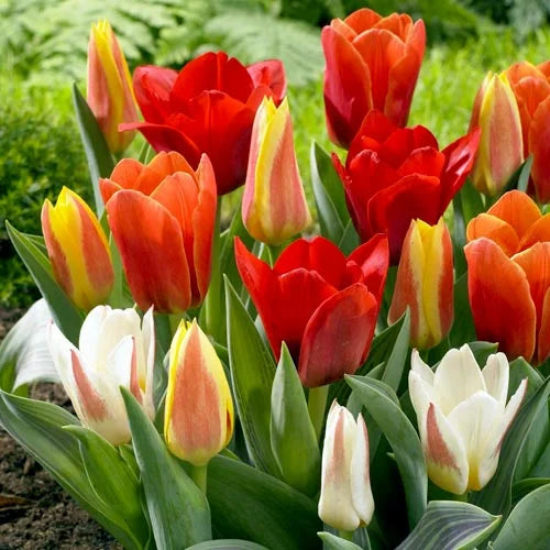 Tulip Dwarf Mix (8 pack)
