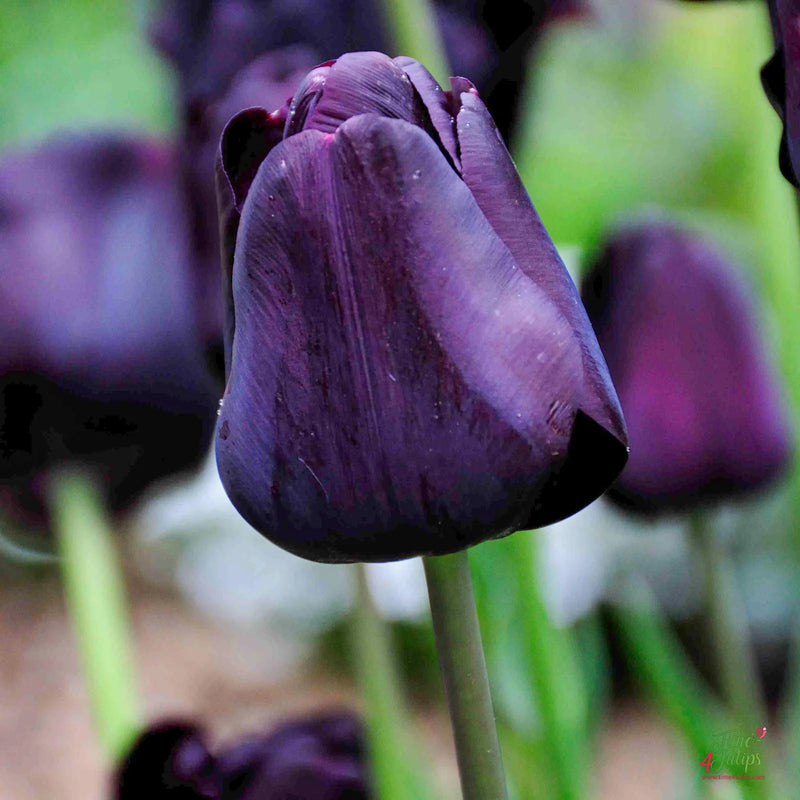 Tulip 'Paul Scherer' (10 Pack)