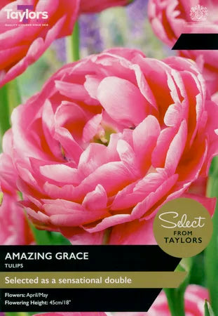 Tulip 'Amazing Grace' (6 Bulbs Per Pack)