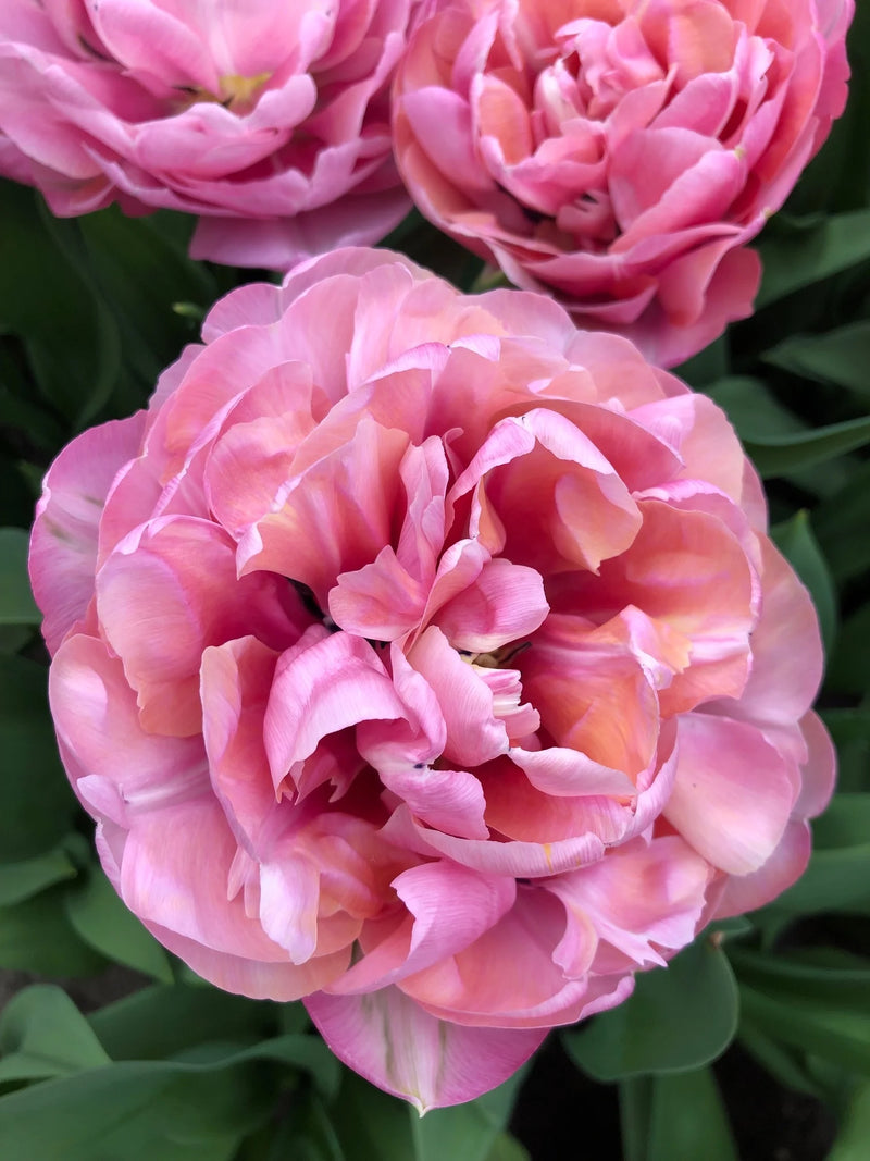 Tulip 'Amazing Grace' (6 Bulbs Per Pack)