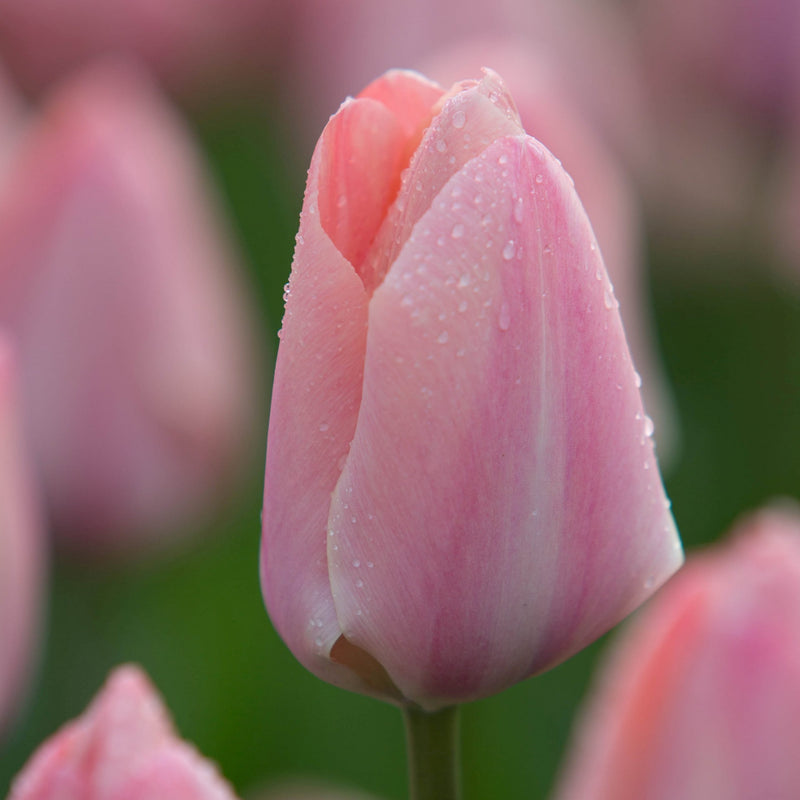 Tulip Darwin 'Mystic Van Eijk' (25 Bulbs)