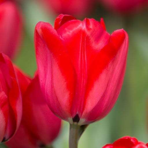 Tulip Darwin 'Red Impression' (25 bulbs)