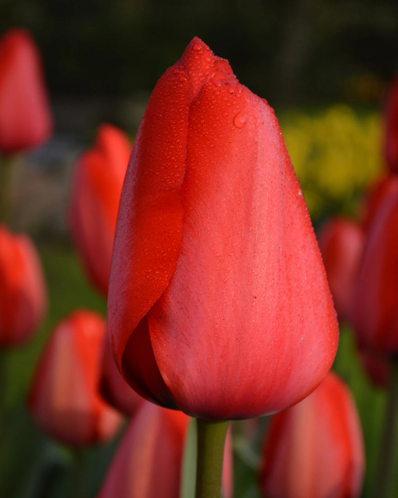 Tulip Darwin 'Red Impression' (25 bulbs)