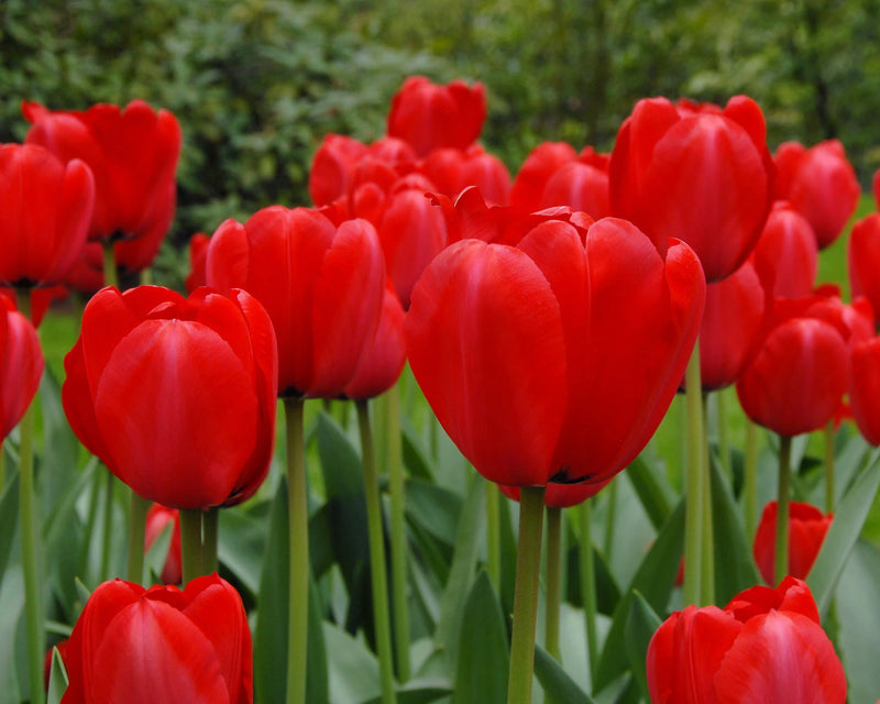 Tulip Darwin 'Red Impression' (25 bulbs)