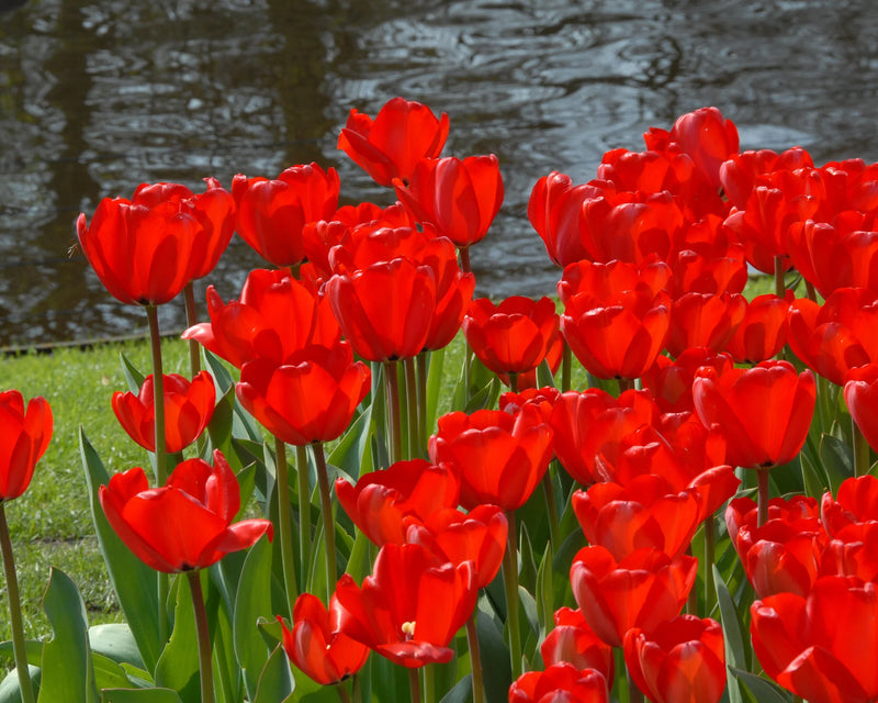 Tulip Darwin 'Red Impression' (25 bulbs)