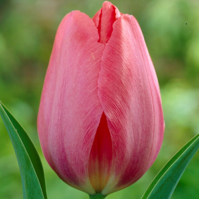 Tulip Darwin 'Van Eijk' (25 Bulbs)