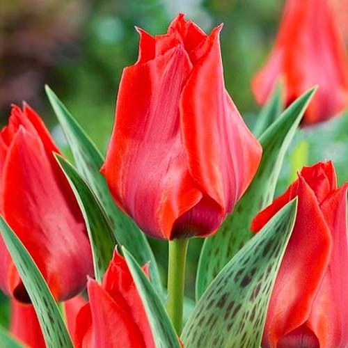 Tulip Dwarf 'Julius Caesar' (25 bulbs)
