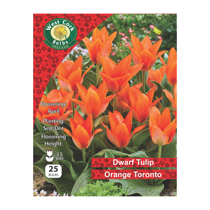Tulip Dwarf 'Orange Toronto' (25 bulbs)