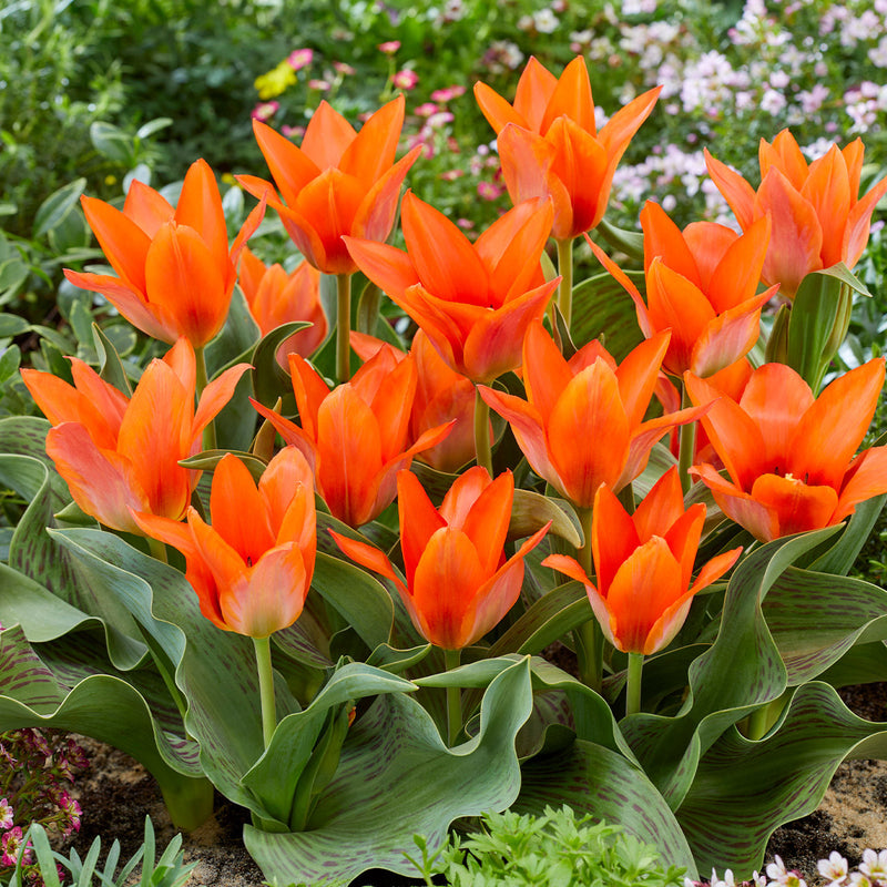 Tulip Dwarf 'Orange Toronto' (25 bulbs)
