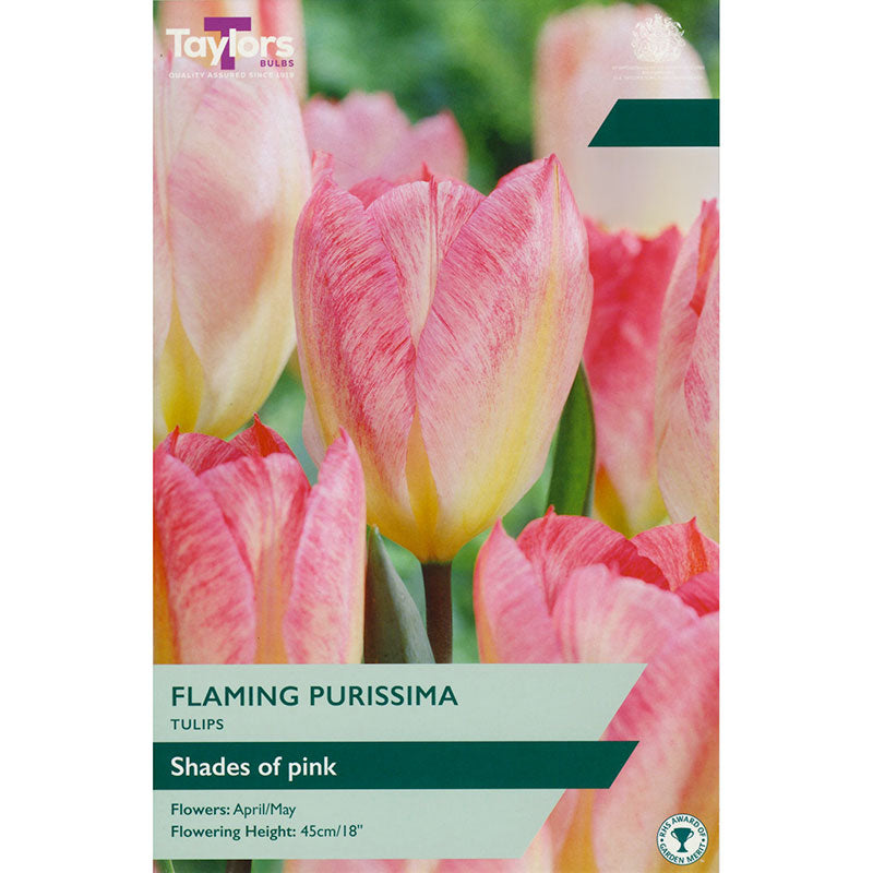 Tulip 'Flaming Purissima' (7 Bulbs Per Pack)