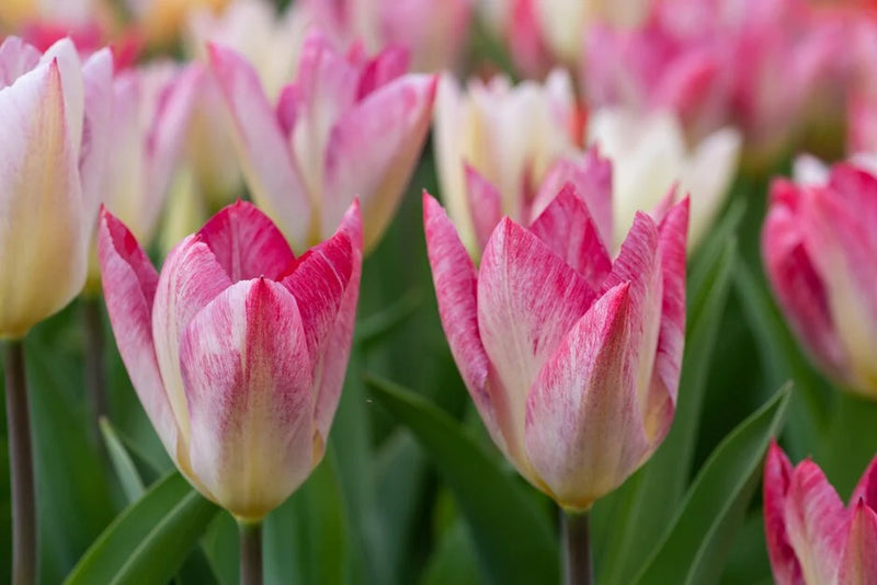 Tulip 'Flaming Purissima' (7 Bulbs Per Pack)