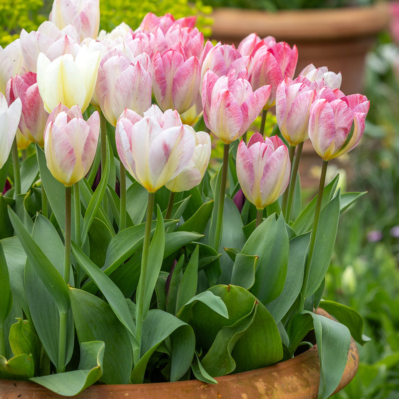 Tulip 'Flaming Purissima' (7 Bulbs Per Pack)