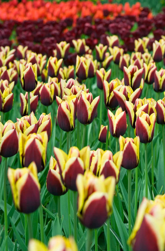 Tulip 'Gavota' (6 pack)