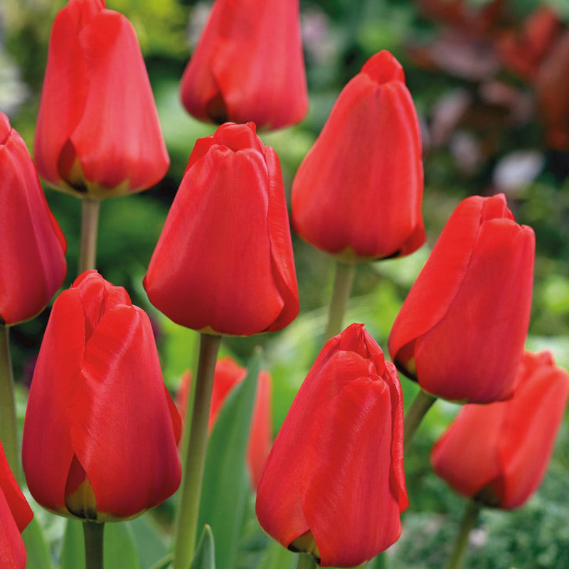 Tulip Single 'Apeldoorn' (25 Bulbs)