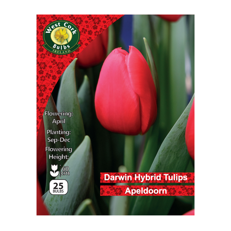 Tulip Single 'Apeldoorn' (25 Bulbs)