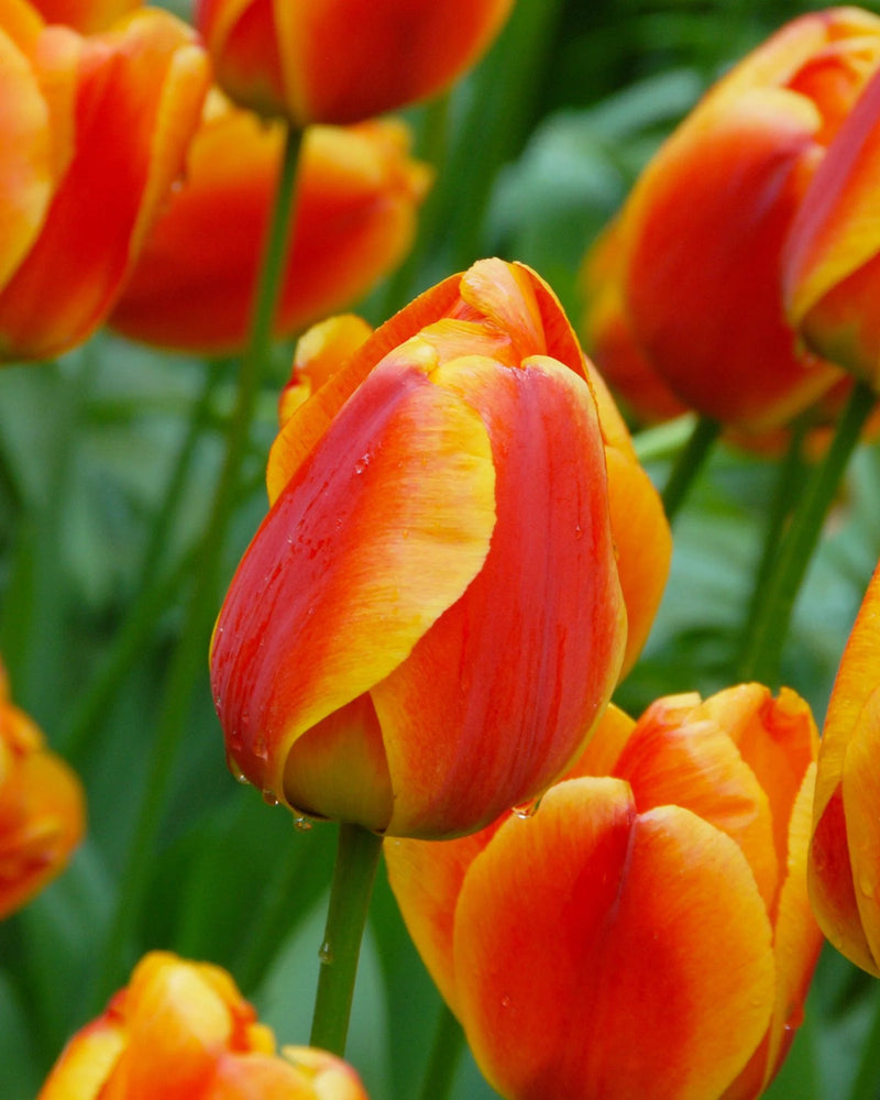 Tulip Single 'Apeldoorn's Elite' (25 bulbs)