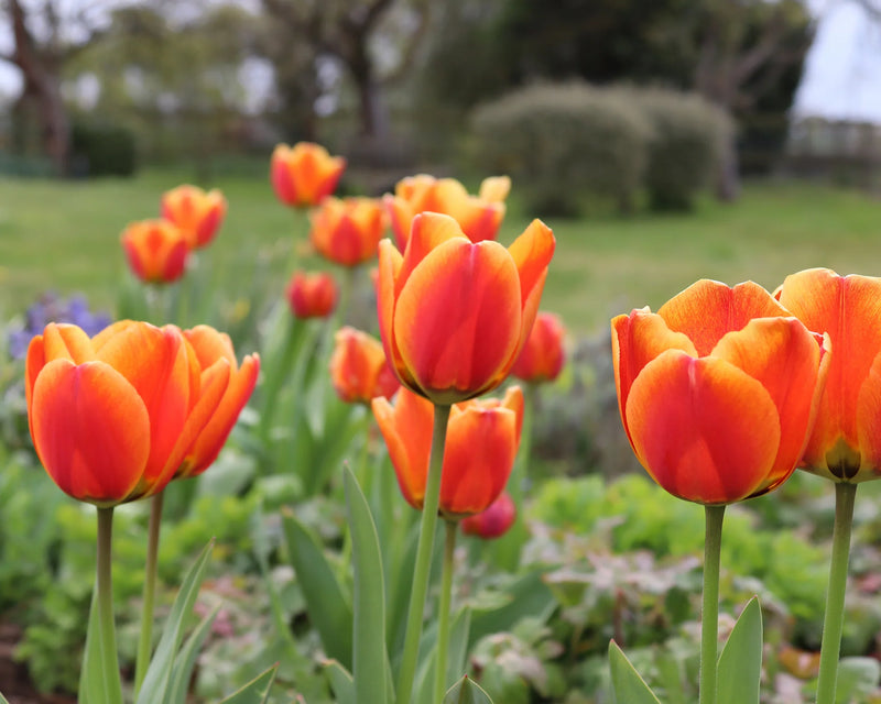 Tulip Single 'Apeldoorn's Elite' (25 bulbs)