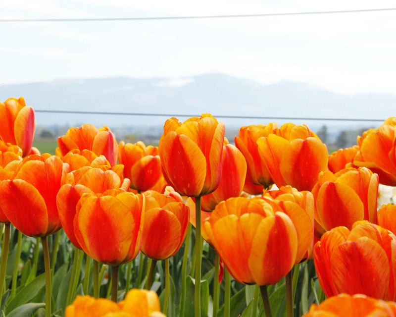 Tulip Single 'Apeldoorn's Elite' (25 bulbs)