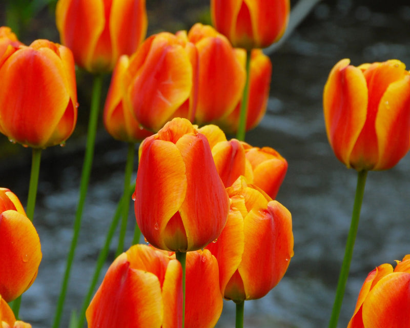 Tulip Single 'Apeldoorn's Elite' (25 bulbs)
