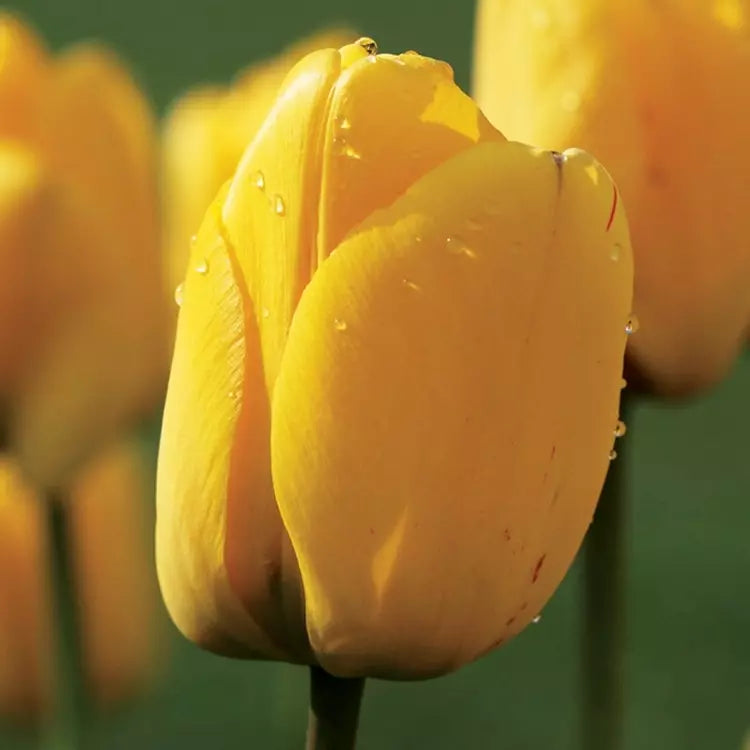 Tulip Single 'Golden Apeldoorn' (25 Bulbs)