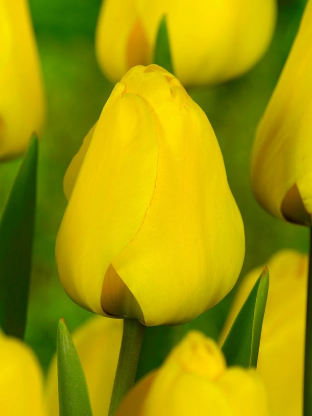 Tulip Single 'Golden Apeldoorn' (25 Bulbs)