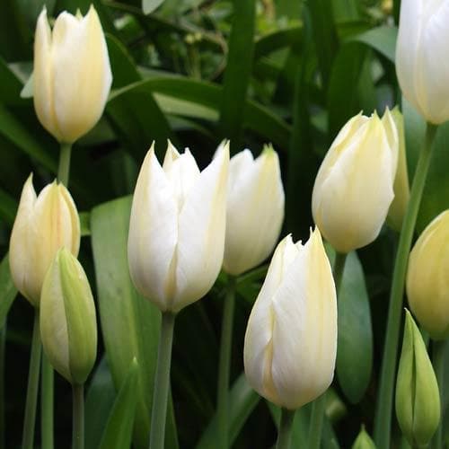 Tulip Single 'Purissima' (25 Bulbs)