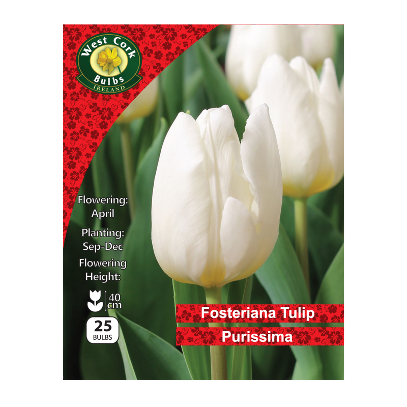 Tulip Single 'Purissima' (25 Bulbs)