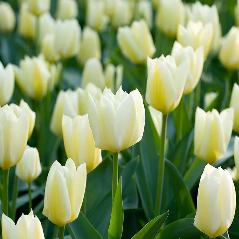 Tulip Single 'Purissima' (25 Bulbs)