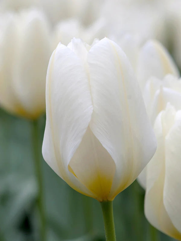Tulip Single 'Purissima' (25 Bulbs)