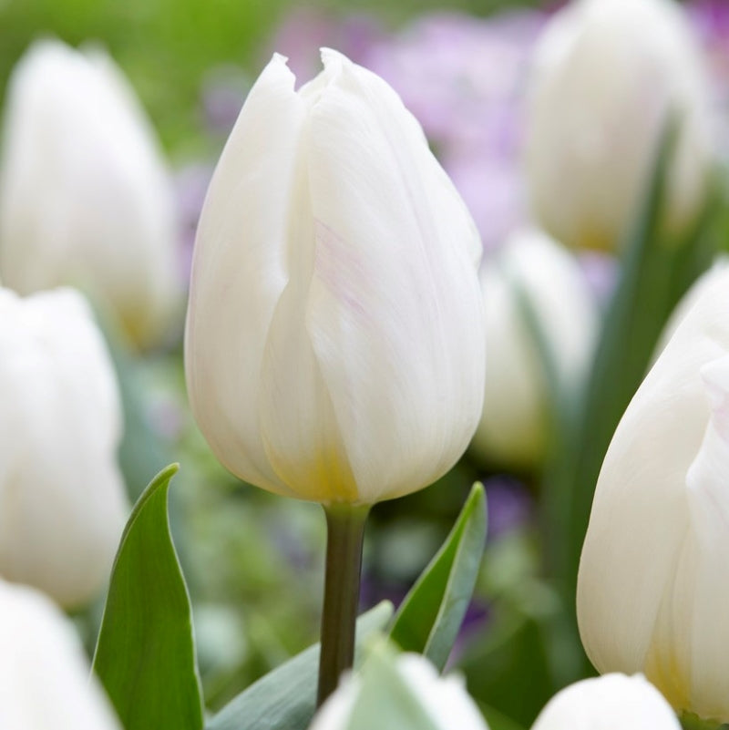 Tulip Single 'White Flag' (10 bulbs)