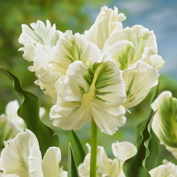 Tulip Super Parrot (5 Bulbs Per Pack)