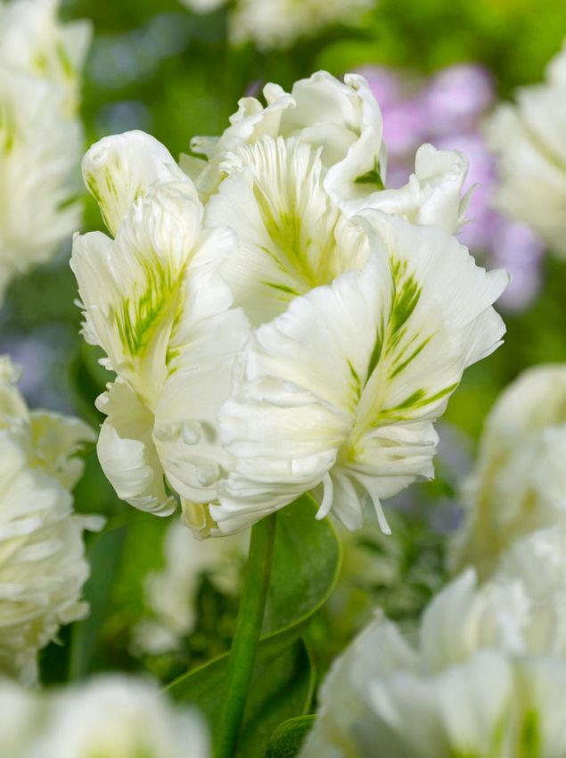 Tulip Super Parrot (5 Bulbs Per Pack)